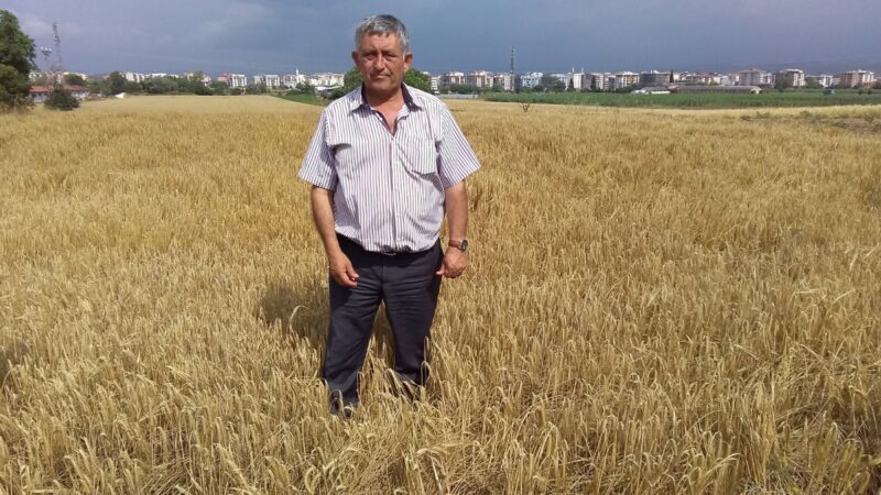 Yenişehir ovasında hasat zamanı Geçtiğimiz günlerde Bursa’nın Yenişehir ilçesinde yağan yağmurlar Yenişehir Ovası’nda etkili
