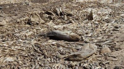 Korkutan görüntü harekete geçirdi! Nedeni belli oldu