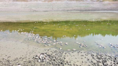 Bursa’da sular çekildi, çok sayıda balık öldü