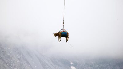 İlginç görüntüler! İnekler helikopterle indirildi