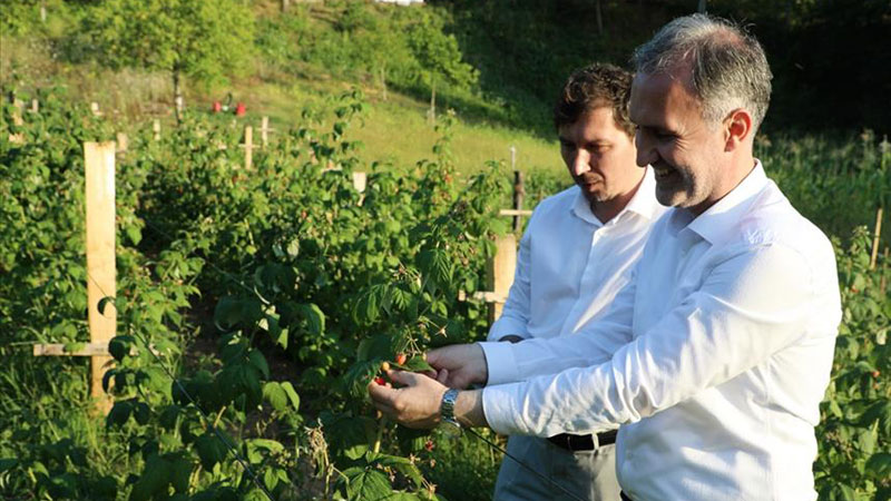 İnegöl’de ahududu hasadı başladı İnegöl’de ahududu hasadı başladı