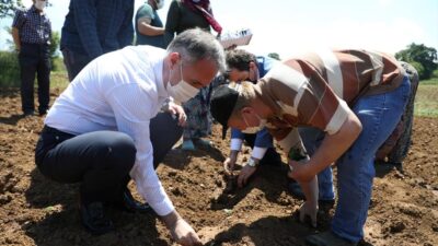 İnegöl’de ekinezya ilk hasadı için gün sayıyor
