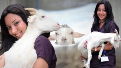 Bursa’da 800 yıllık geleneği sürdürüyorlar! Yaklaşık 200 küçükbaş hayvan…