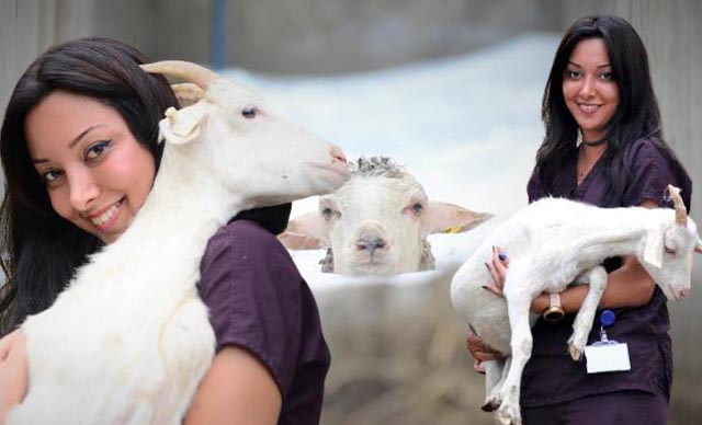 Bursa’da 800 yıllık geleneği sürdürüyorlar! Yaklaşık 200 küçükbaş hayvan… Bursa’da 800 yıllık geleneği sürdürüyorlar! Yaklaşık 200 küçükbaş hayvan…