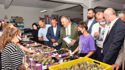 ‘Bursa’nın incisi’nde hasat zamanı