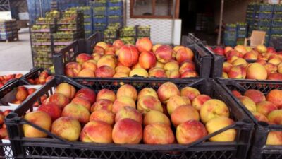 Bahçede 5, markette 18 lira