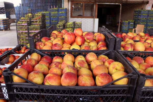 Bahçede 5, markette 18 lira