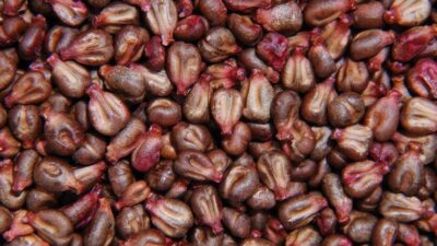 Avuç avuç tüketin! Akciğerleri temizliyor…