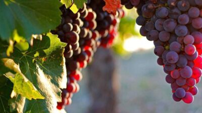 İşte bilmediğimiz sekiz mucizevi faydası!