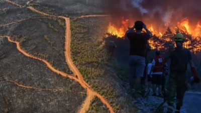 Yanan ormanlar için 3 farklı senaryo