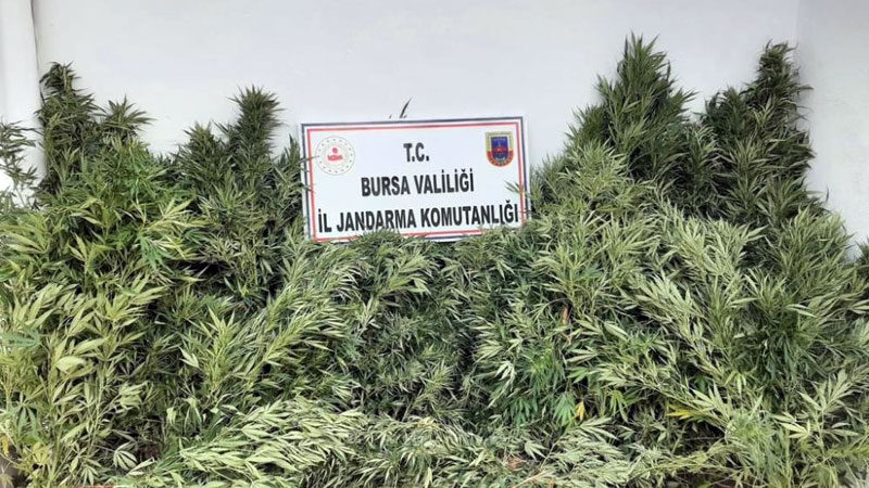 Bursa'da jandarma tarafından düzenlenen uyuşturucu operasyonunda 2 şüpheli gözaltına alındı.