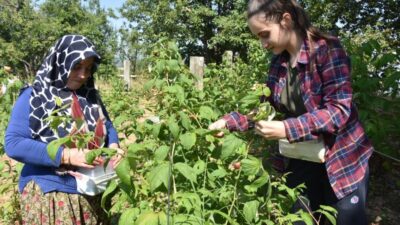 Bursa’da taleplere yetişemiyorlar! Kilosu 45 lira