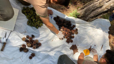 Bursa ormanlarında zengin tohum yılı