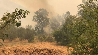 Orman Yangınlarda son durum! 5 ilde alevlerle mücadele