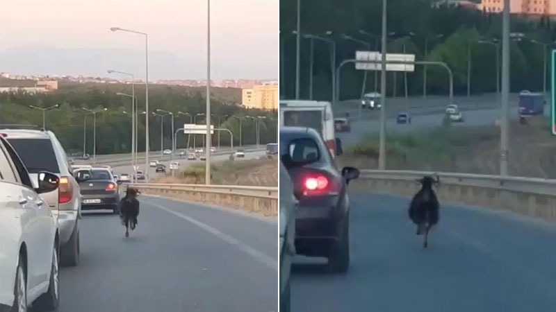 Bursa’da otobanda ilginç görüntü! Sürücüler zor anlar yaşadı Bursa’da otobanda ilginç görüntü! Sürücüler zor anlar yaşadı