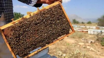 Orman yangınlarından mağdur olan arı yetiştiricileri Bakanlıktan destek istedi