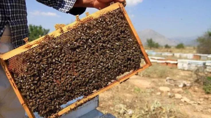 Orman yangınlarından mağdur olan arı yetiştiricileri Bakanlıktan destek istedi
