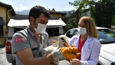 Yaralı leylek tedavi altına alındı