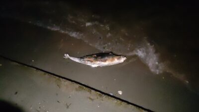 Bursa’da bu balığı ceset sandılar!