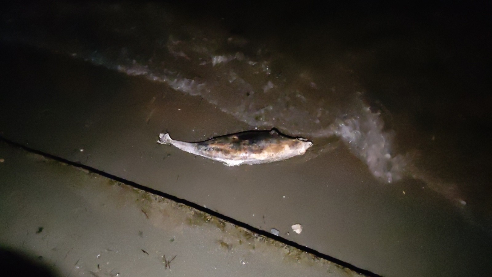 Bursa’da bu balığı ceset sandılar! Bursa’da bu balığı ceset sandılar!