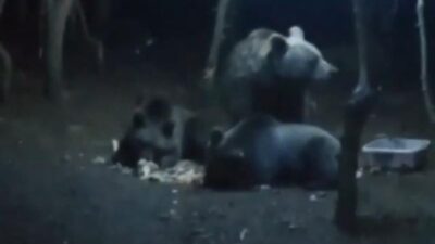 Uludağ’da ayı paniği! Kamp alanına girdiler…