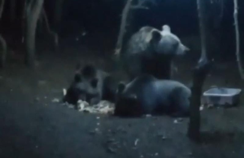 Uludağ’da ayı paniği! Kamp alanına girdiler… Uludağ’da ayı paniği! Kamp alanına girdiler…