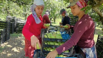 Bursa’da bu ürün çiftçinin yüzünü güldürdü!