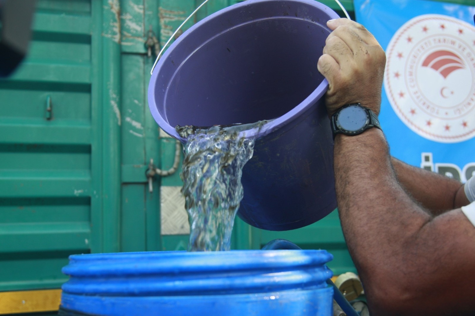 Bursa’da göl ve göletlere 1 milyon 756 bin adet yavru sazan balığı bırakıldı Bursa’da göl ve göletlere 1 milyon 756 bin adet yavru sazan balığı bırakıldı