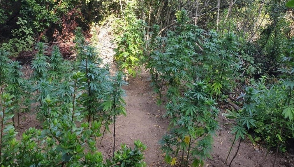 Bursa’da kenevir operasyonu Bursa’da kenevir operasyonu