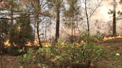 Bursa’da orman yangını! Havadan ve karadan müdahale…