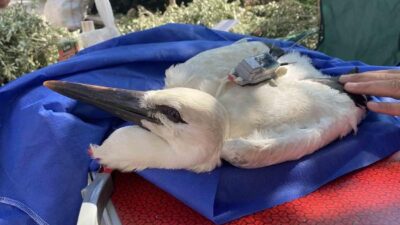 Yaren leyleğin yavrusu önce korkuttu, sonra sevindirdi