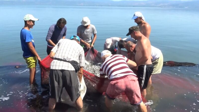 İznik gölünde tedirgin eden durum! Her geçen gün azalıyor… Birçok ülkeye ihraç edilen gümüş balığının günden güne azalması balıkçıları
