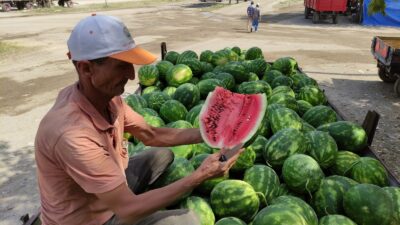 Bursa’da yüzleri güldüren ürün!