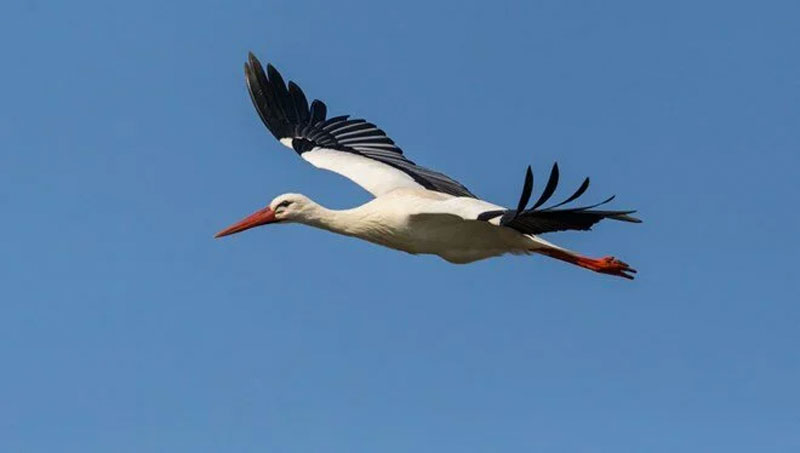 10 gün erken göç ettiler! ‘Kış çok sert geçecek’ uyarısı
