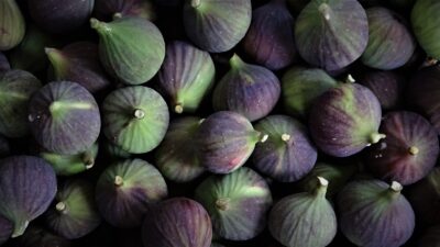 Bursa siyahında hasat zamanı