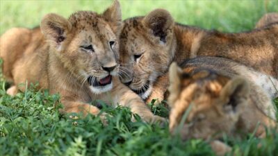Görüntü Bursa’dan… Yeni yuvalarına alıştılar