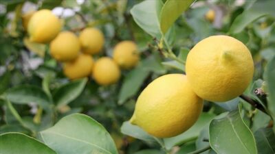 Türkiye’nin limon ihracatı 7 ayda yüzde 59 arttı