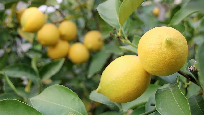 Türkiye’nin limon ihracatı 7 ayda yüzde 59 arttı