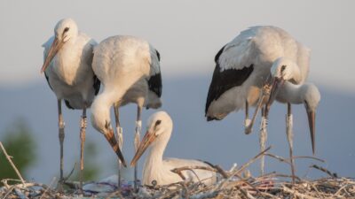 Yaren’in yavrusu Beşnumara yuvadan uçtu…Halka ile uydudan böyle takip ediliyor