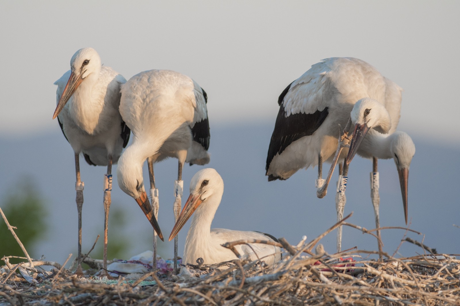 Yaren’in yavrusu Beşnumara yuvadan uçtu…Halka ile uydudan böyle takip ediliyor Yaren’in yavrusu Beşnumara yuvadan uçtu…Halka ile uydudan böyle takip ediliyor