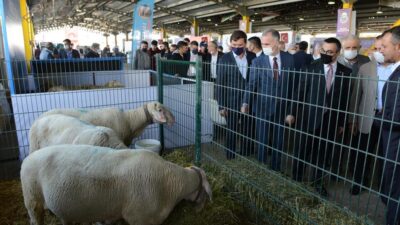 Küçükbaş hayvancılık festivaline coşkulu açılış