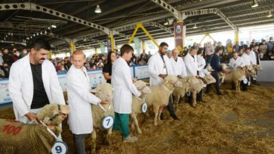 Küçükbaş hayvanlar, ‘Irk Güzellik Yarışmasında’ yarıştılar