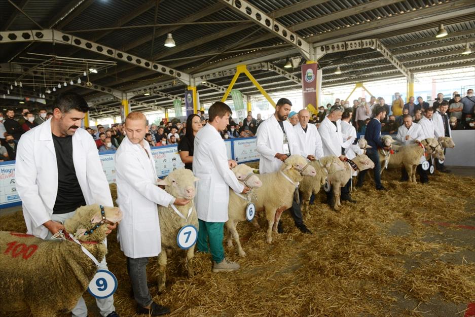 Küçükbaş hayvanlar, ‘Irk Güzellik Yarışmasında’ yarıştılar