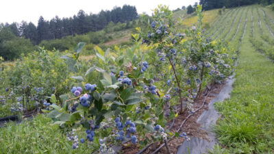 Bursa’da üretimi her geçen yıl katlanıyor! Yurtdışından talep çok…