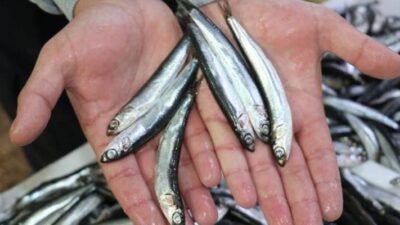 Hamsi fırtınaya tutuldu! Fiyatlar ikiye katlandı