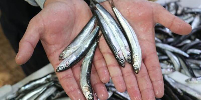 Hamsi fırtınaya tutuldu! Fiyatlar ikiye katlandı Hamsi fırtınaya tutuldu! Fiyatlar ikiye katlandı