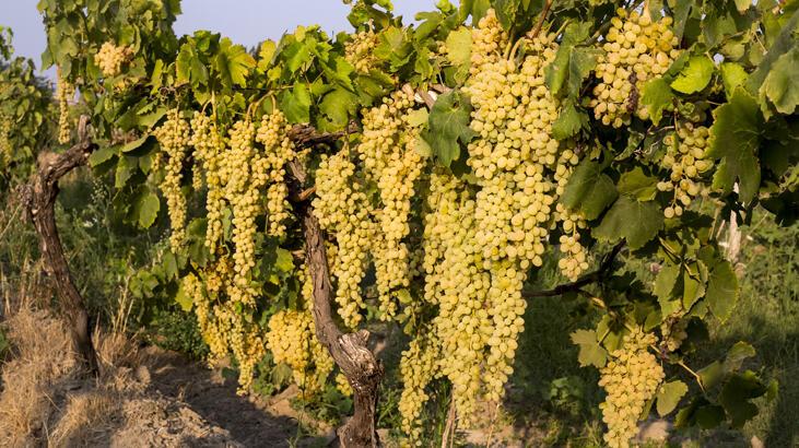 Türkiye’nin yaş üzüm ihracatı yüzde 22 arttı
