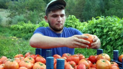 ‘Alsancak’ cinsi domates fiyatıyla üreticisini sevindirdi