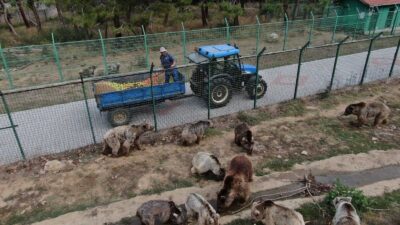 73 ayı, kış için enerji depoluyor