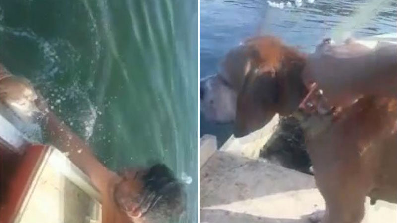 Bursa’da boğulmak üzere olan köpeği balıkçılar kurtardı Bursa’da denizin ortasında yüzmekten yorulup boğulmak üzere olan köpeği balıkçılar